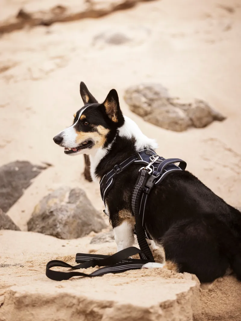 LeMieux Wellow Canvas Dog Harness - Small-5